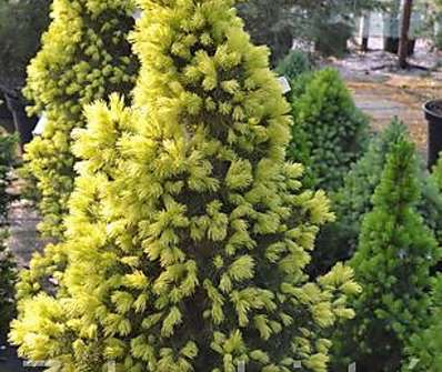 smrk - Picea glauca 'Frühling'