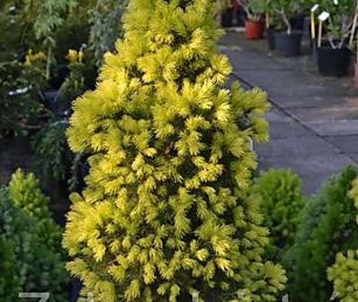 smrk - Picea glauca 'Frühling'