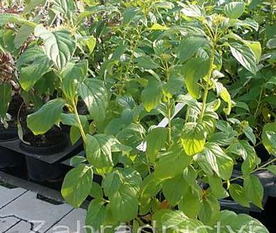 svída - Cornus stolonifera 'Flaviramea'