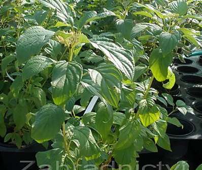 svída - Cornus stolonifera 'Flaviramea'