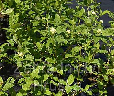 svída - Cornus stolonifera 'Flaviramea'