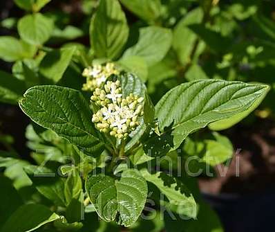 svída - Cornus stolonifera 'Flaviramea'