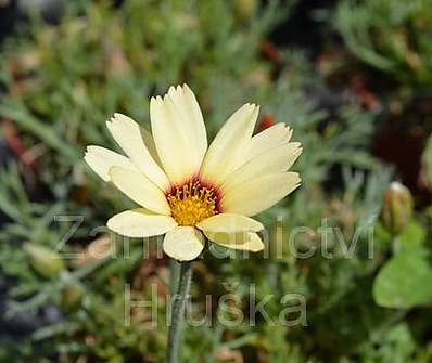 Leucanthemum Sunshine Peach