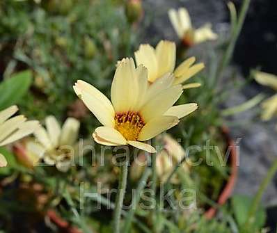 Leucanthemum Sunshine Peach