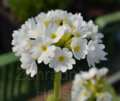 Primula Corolla White