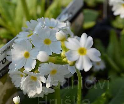 Primula Corolla White