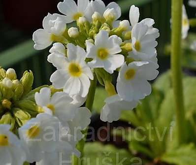 Primula Corolla White