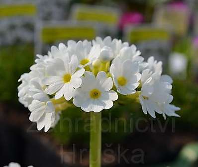 Primula Corolla White