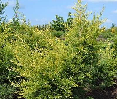 jalovec - Juniperus chinensis 'Kuriwao Gold'