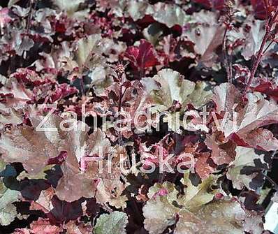 Heuchera americana Metling Fire