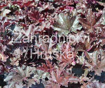 Heuchera americana Metling Fire