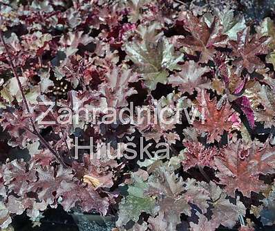 Heuchera americana Metling Fire