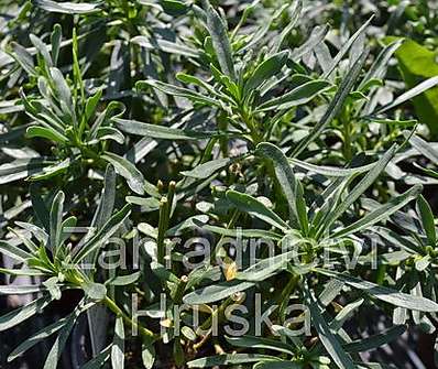 Iberis sempervirens Snow Cone