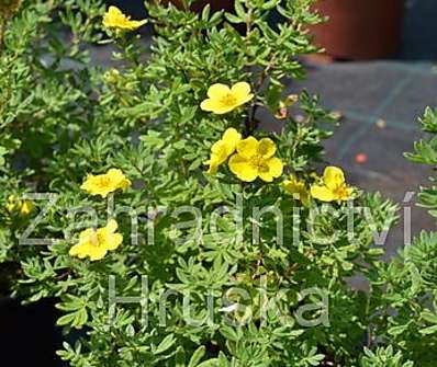 mochna - Potentilla fruticosa 'Yellow Bird'