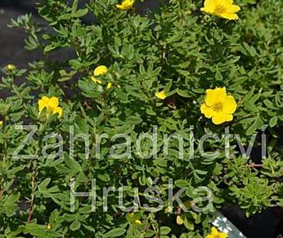 mochna - Potentilla fruticosa 'Yellow Bird'