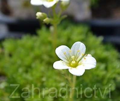 Saxifraga arendsii Touran White