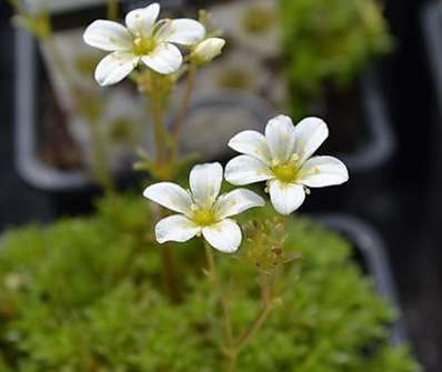 Saxifraga arendsii Touran White