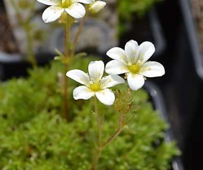 Saxifraga arendsii Touran White