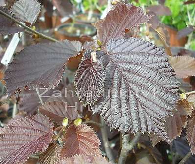 líska - Corylus avellana 'Lombardská červená'