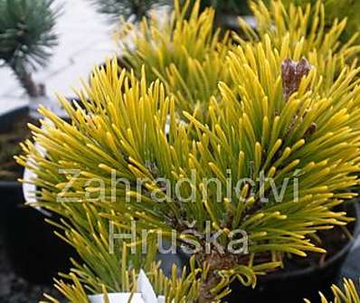 Borovice - Pinus mugo 'Laarhaede'.