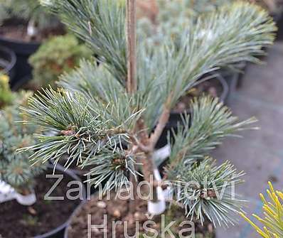 Borovice - Pinus strobus 'Krugers Liliput'