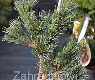 Borovice - Pinus strobus 'Krugers Liliput'