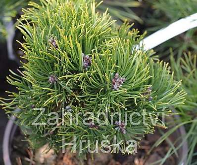 Borovice - Pinus mugo 'Picobello'..