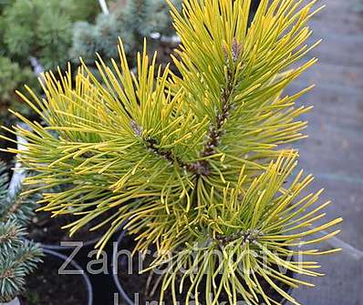 Borovice - Pinus mugo 'Golden Glow'