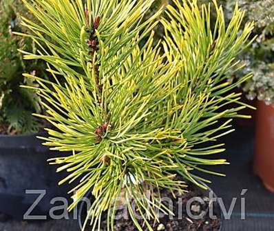 Borovice - Pinus mugo 'Golden Glow'