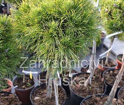 Borovice - Pinus mugo 'Varela' KM