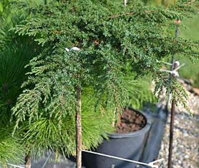 jalovec - Juniperus horizontalis 'Green Carpet'..KM