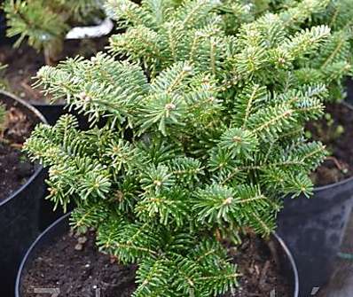 jedle - Abies koreana 'Tajga'...