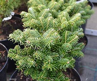 jedle - Abies koreana 'Tajga'...