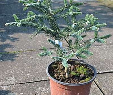 jedle - Abies pinsapo 'Aurea'.