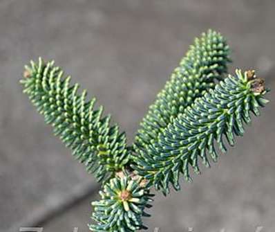 jedle - Abies pinsapo 'Aurea'.