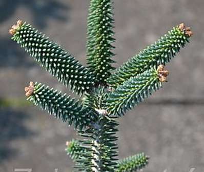 jedle - Abies pinsapo 'Aurea'.