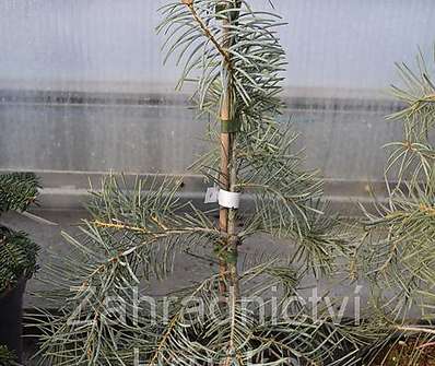 jedle - Abies concolor 'Blue Cloak'