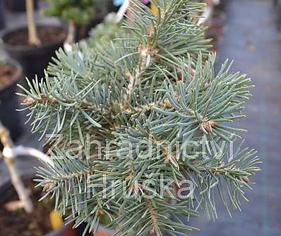 jedle - Abies concolor 'Pygelmae' KM