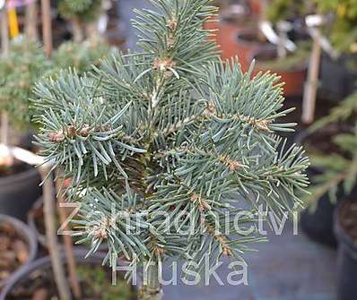 jedle - Abies concolor 'Pygelmae' KM