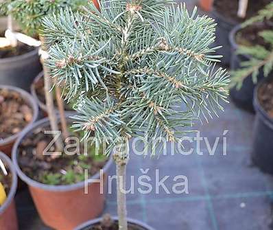 jedle - Abies concolor 'Pygelmae' KM