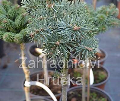 jedle - Abies concolor 'Pygelmae' KM