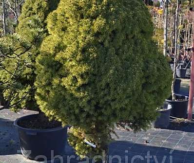 smrk - Picea glauca 'Conica'..