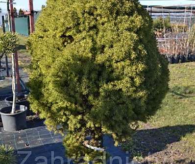 smrk - Picea glauca 'Conica'..