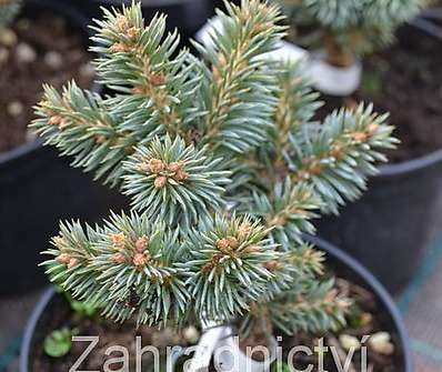 smrk - Picea pungens 'Pali'