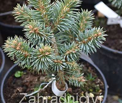 smrk - Picea pungens 'Pali'