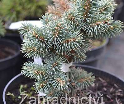 smrk - Picea pungens 'Pali'