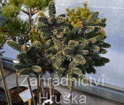 smrk - Picea abies 'Hana' KM