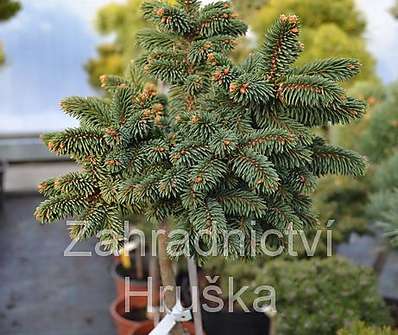 smrk - Picea abies 'Hana' KM