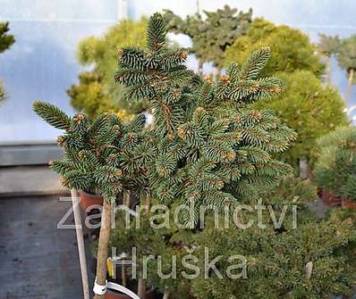 smrk - Picea abies 'Hana' KM