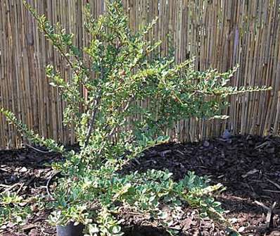 skalník - Cotoneaster horizontalis